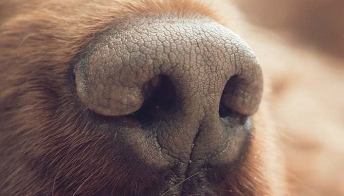 What Does It Mean When a Dog’s Nose is Dry