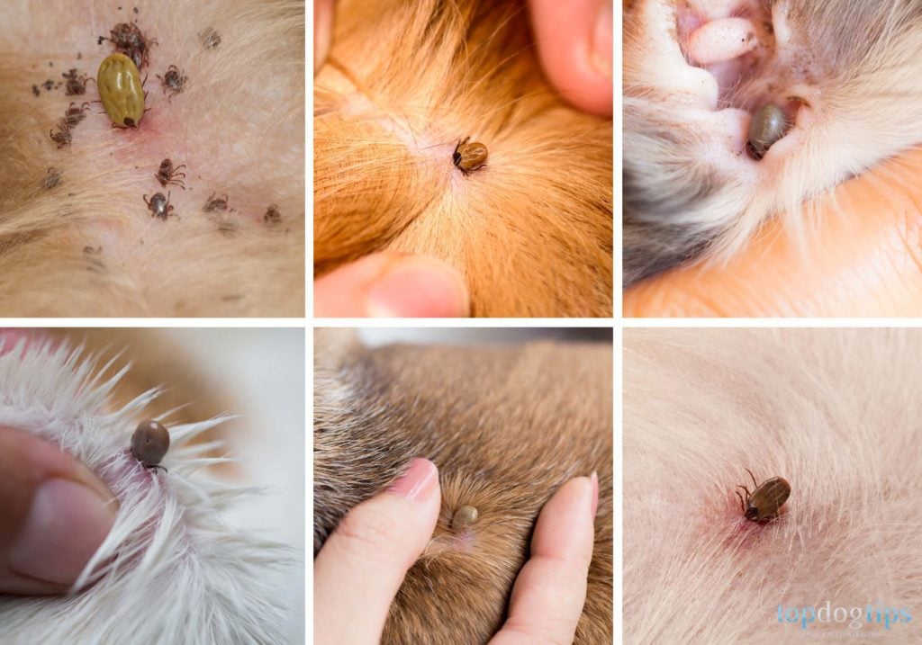 pictures of ticks on dogs