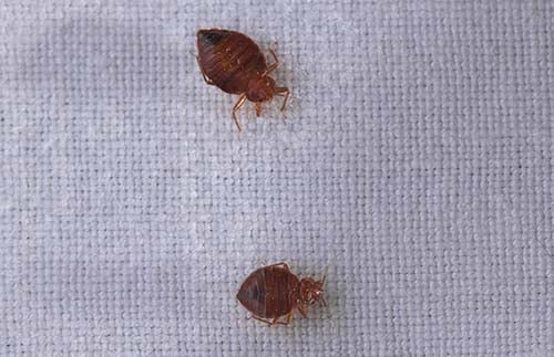 What a bed bug looks like picture