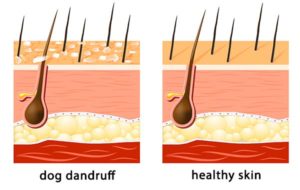 What causes dandruff in dogs