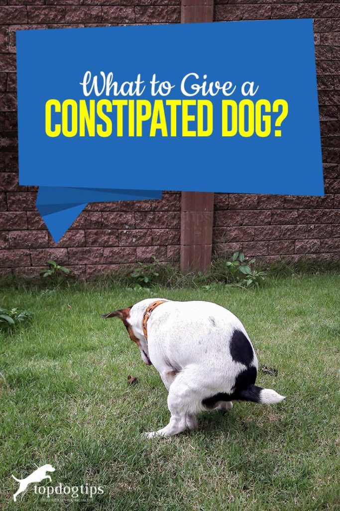 What to Give a Constipated Dog - Real Foods