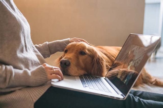 What's Wrong With My Dog - The 5 Best Symptom Checkers Online