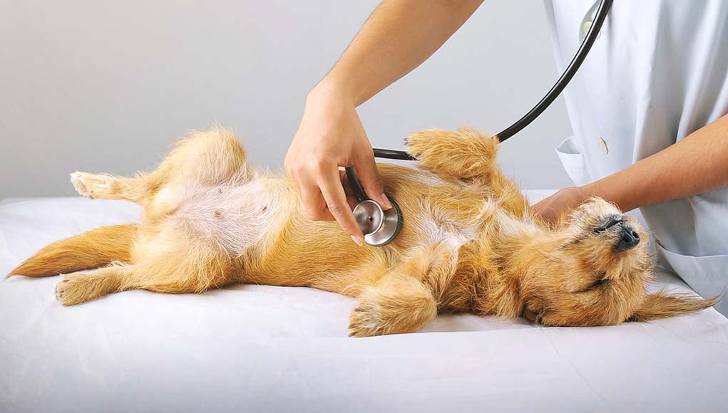 4 Heart Problems in Dogs - Causes, Symptoms and Treatments