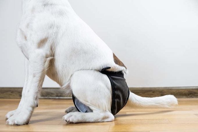 5 Bladder Problems in Dogs - How to Recognize Them and What to Do