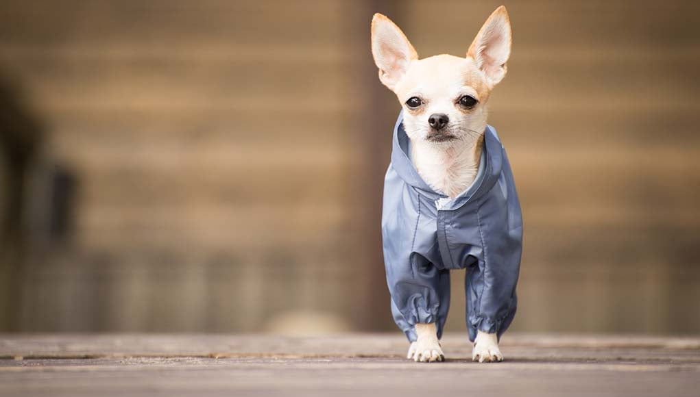 6 Small Dog Clothes That Your Pooch Needs