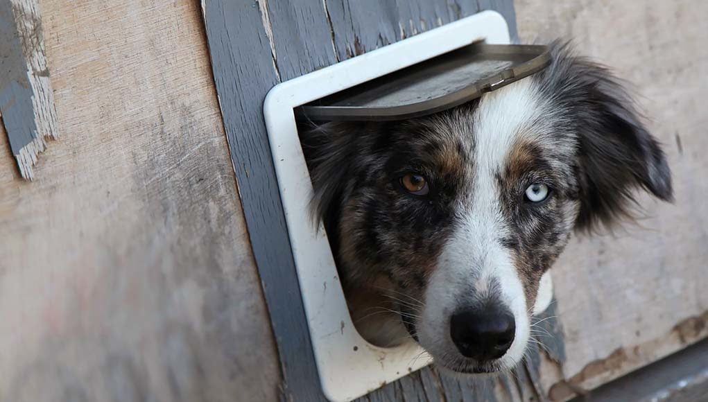 7 Things to Consider Before Getting a Dog Door