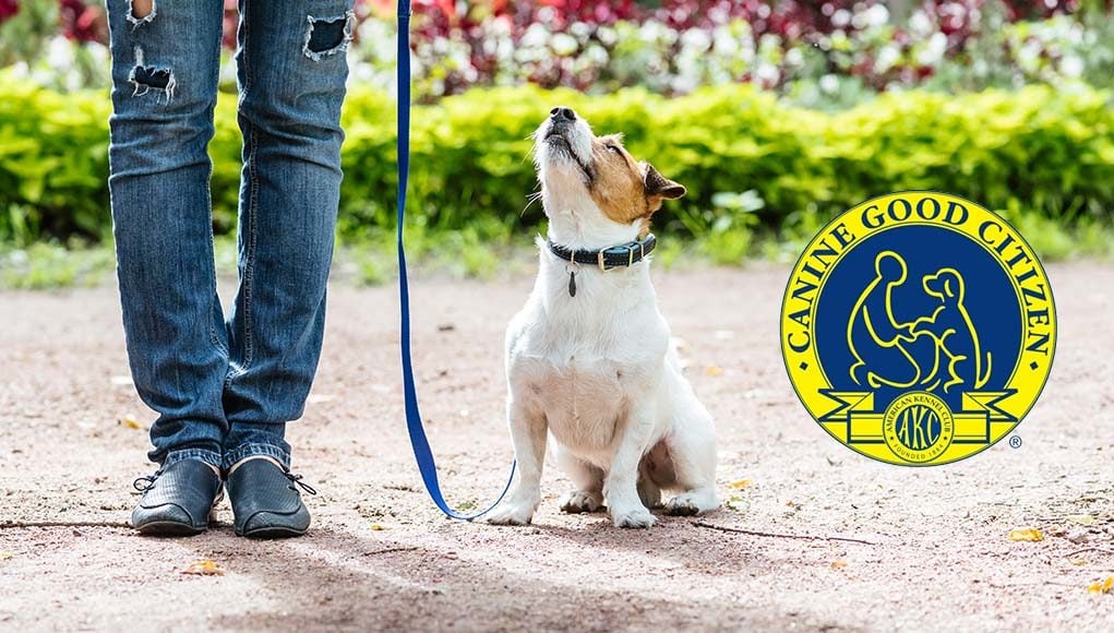 AKC Canine Good Citizen Certification - Everything You Need to Know