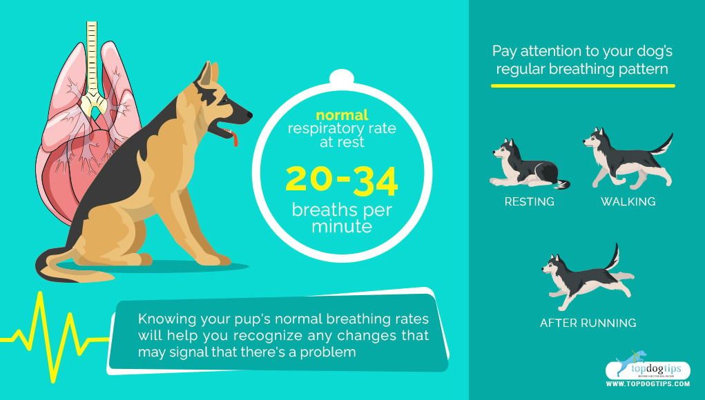 Breathing Problems in Dogs 