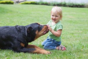 Canine Socialization and Introduction