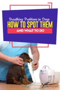 Common Breathing Problems in Dogs - How to Spot Them and What to Do