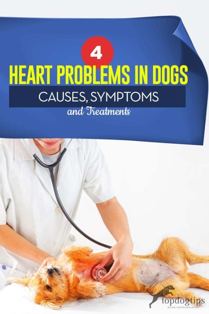 Common Heart Problems in Dogs