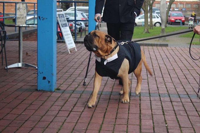 Couple Rush Their Wedding So Their Dying Dog Can Be a Part Of It