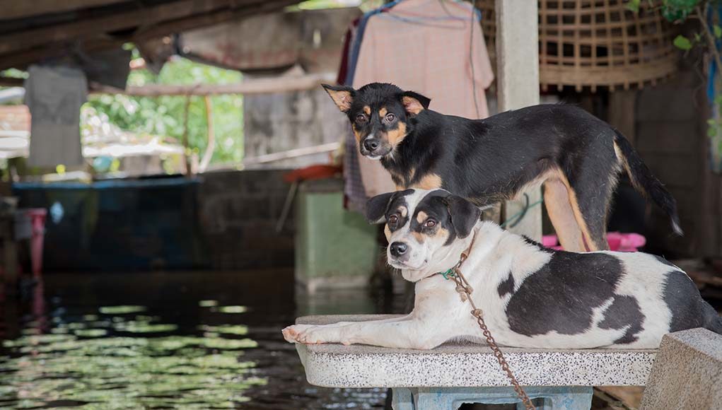 Disaster Preparedness - Are You and Your Pet Prepared