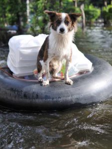 Evacuation of Dogs During a Disaster