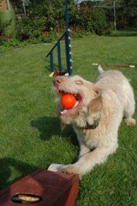 Flyball Dogs