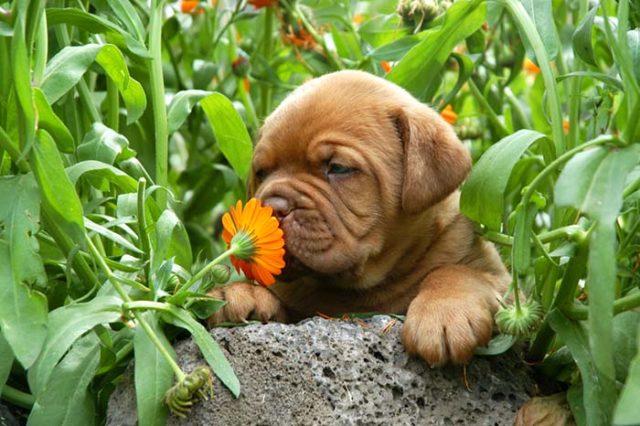 How Dogs Use Their Nose to See and Understand the World