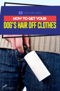 How to Get Dog Hair Off Clothes - Video Guide