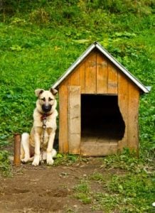 Indoor and Outdoor Dogs, Should You Say Something