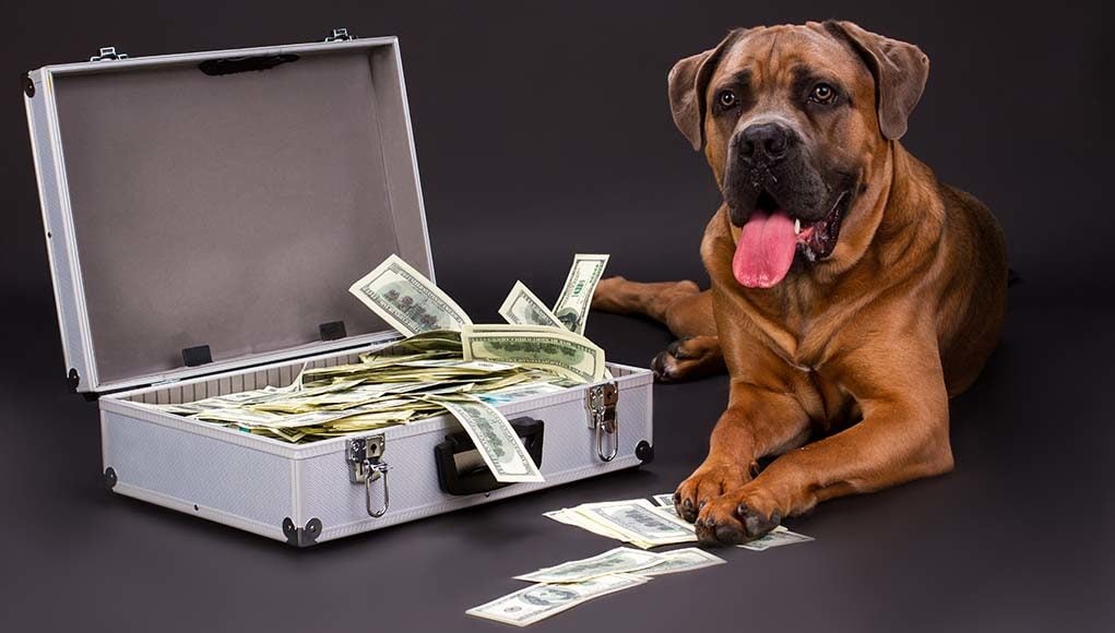 Lifelong Dog Care Costs Explained