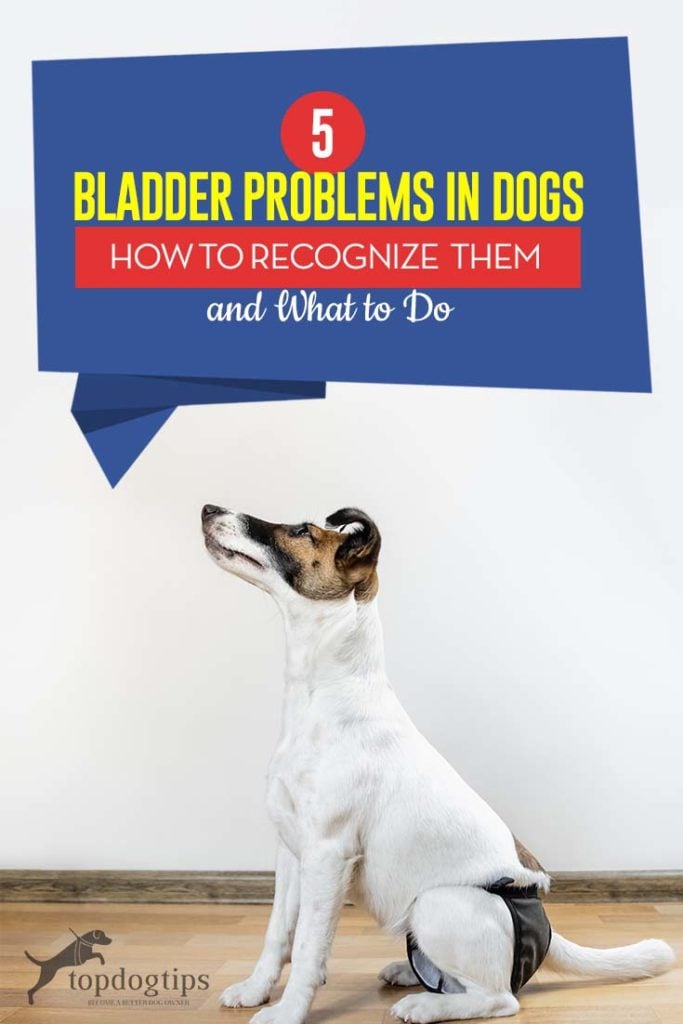 Most Common Bladder Problems in Dogs