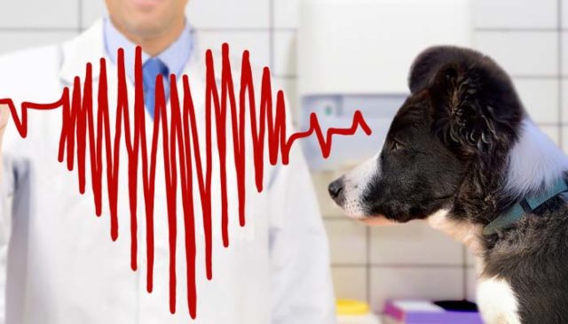 Normal Heart Rate for Dogs - Important Things to Know featured image