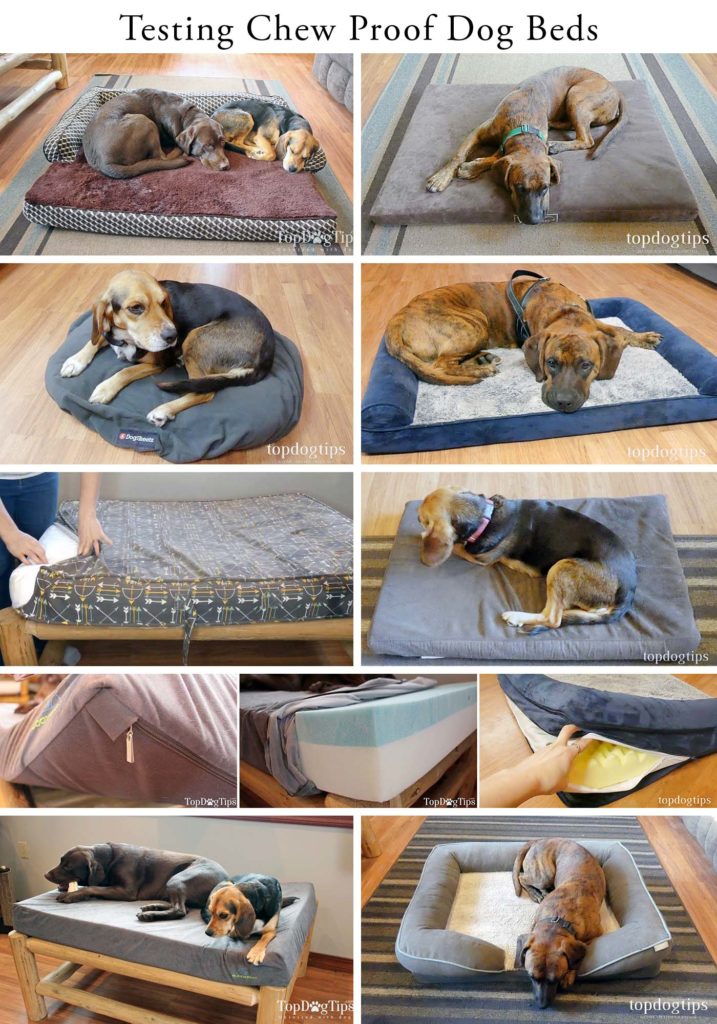 Testing chew proof dog beds