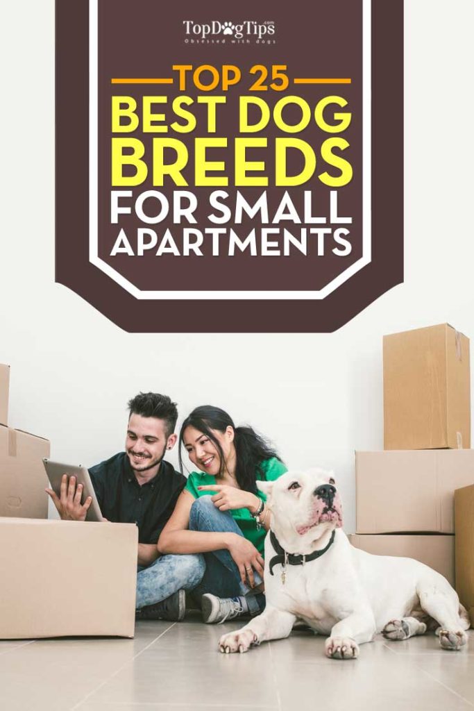 The 25 Best Dog Breeds for Small Apartments in the City