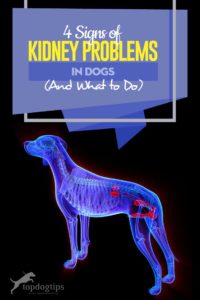 The 4 Signs of Kidney Problems in Dogs (And What to Do)