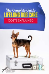 The Guide to Lifelong Dog Care Costs