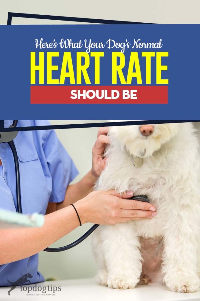 The Guide to Normal Heart Rate for Dogs Important Things to Know