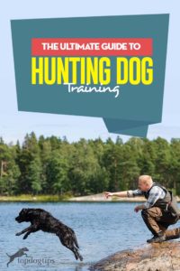 The Ultimate Guide to Hunting Dog Training