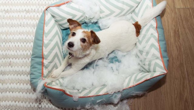 Top 6 Best Chew Resistant Dog Beds