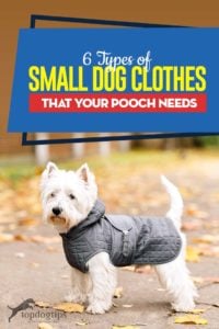 Top 6 Types of Small Dog Clothes That Your Pooch Needs