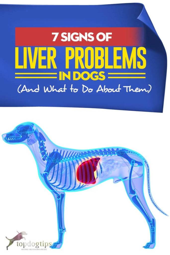 Top 7 Signs of Liver Problems in Dogs (And What to Do About Them)