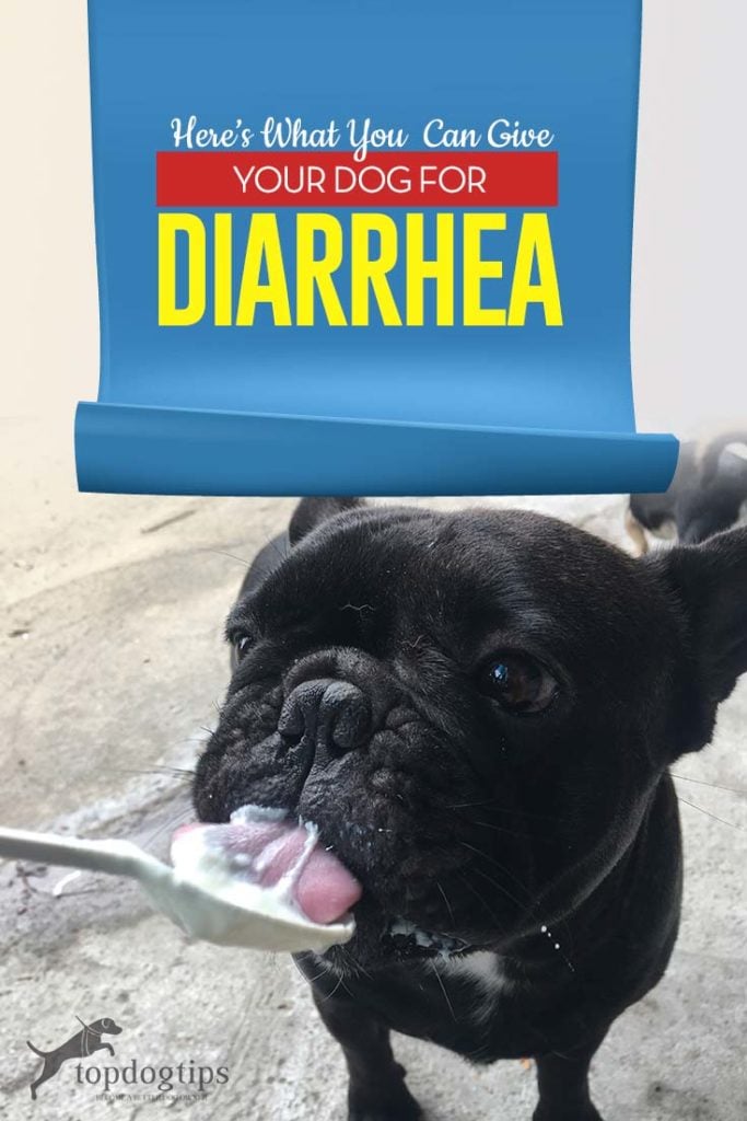 What Can I Give My Dog for Diarrhea - Here Are Your Options