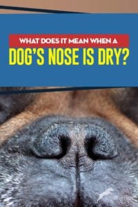 What Does It Mean When a Dog’s Nose is Dry