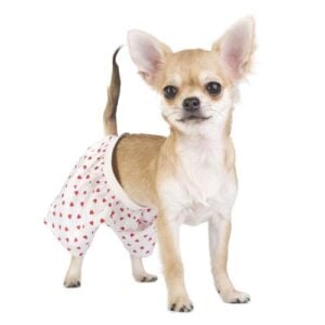 What Kind of Dog Needs Pajamas