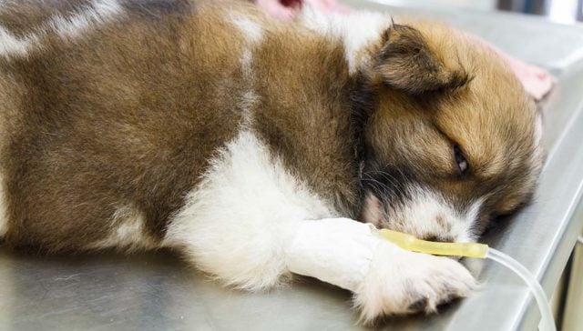 Brown and white puppy with a deadly dog disease lying on a table in a vet's office