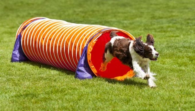 5 Best Dog Tunnel Brands for (Agility) Exercise