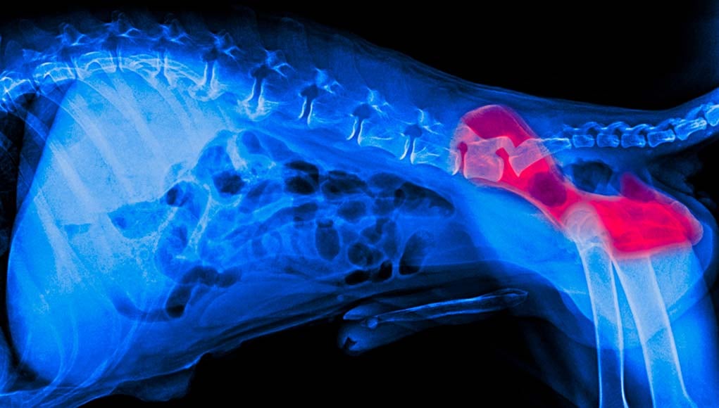 5 Signs of Hip Problems in Dogs (And What to Do)