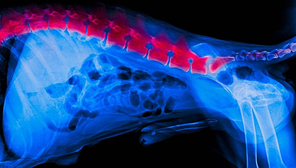 6 Signs of Back Problems in Dogs and What You Can Do About It