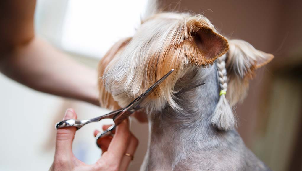 A Dog Haircut Your Pooch Deserves