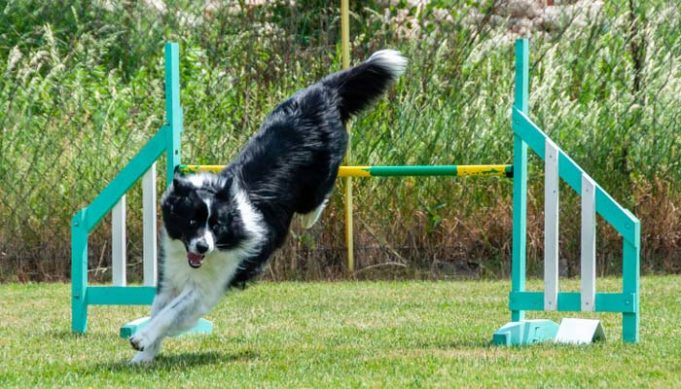 Best Dog Agility Jumps