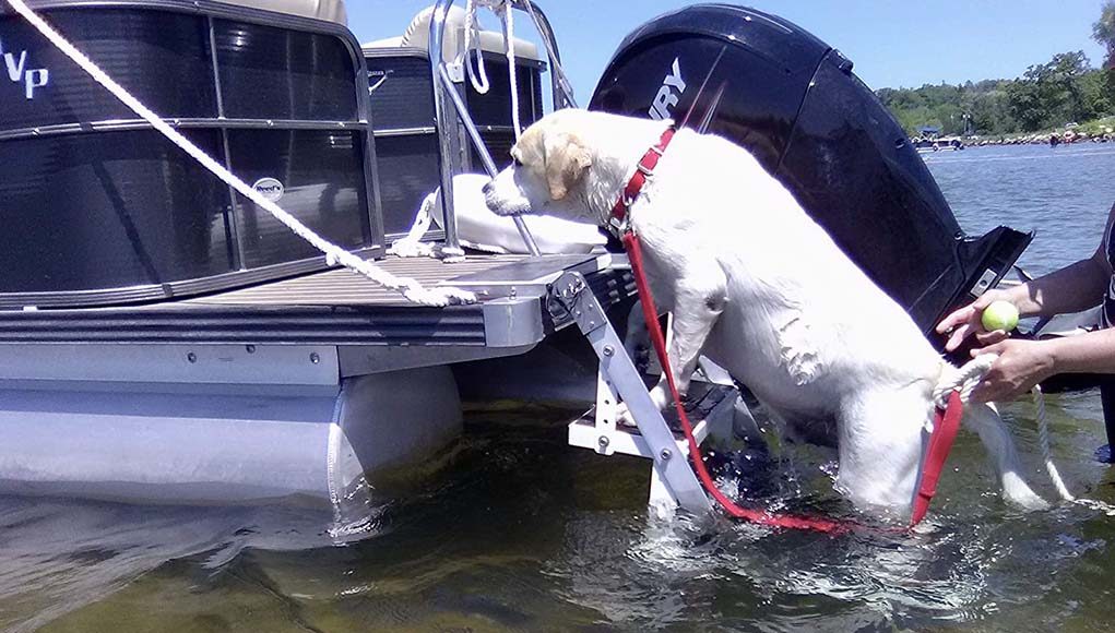 Best Dog Boat Ladder Choices for This Year