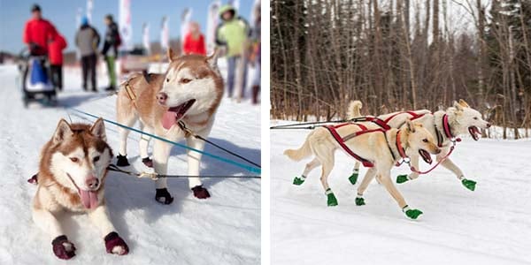 Do Dogs Need Running Shoes