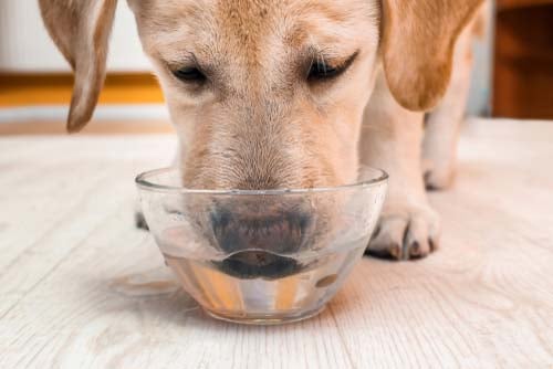 Dogs Tongues Scoop Water Backward