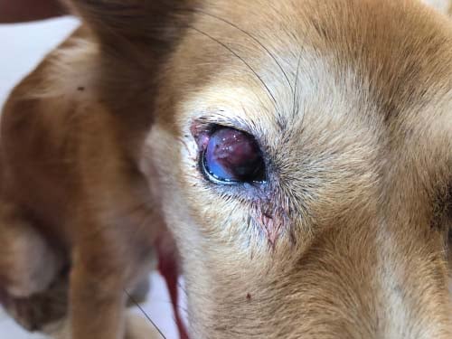 Fungal Infections in Dogs