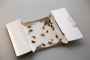 Glue flea traps