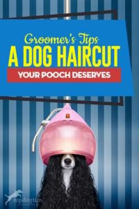 Groomer Tips - A Dog Haircut Your Pooch Deserves