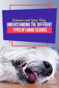 Guide to Seizures and Your Dog - Understanding the Different Types of Canine Seizures